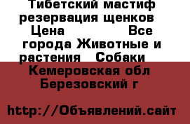 Тибетский мастиф резервация щенков › Цена ­ 100 000 - Все города Животные и растения » Собаки   . Кемеровская обл.,Березовский г.